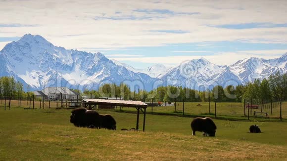 阿拉斯加的马斯克牛农场视频的预览图