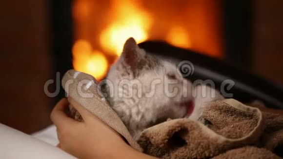 可爱的救援小猫在壁炉清洁自己在一圈新主人视频的预览图