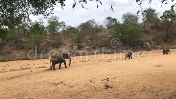 大象成群地向水洞前进视频的预览图