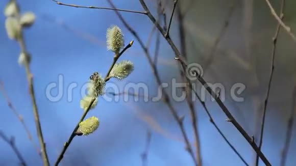 毛茸茸的柳树和蜜蜂视频的预览图