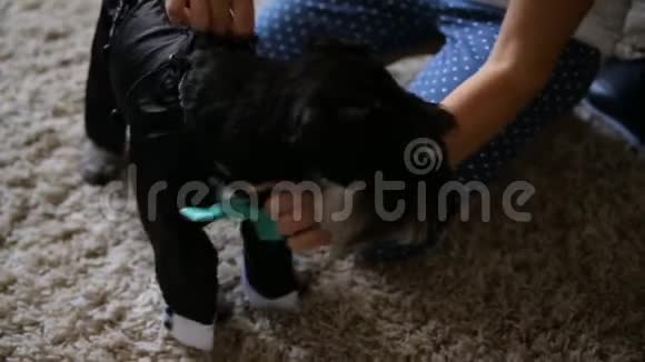 一个女人穿着一只黑色微型雪纳瑞小狗坐在房间里视频的预览图