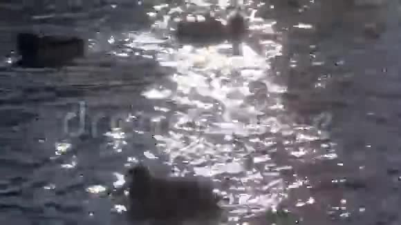 野鸭在水里游泳视频的预览图