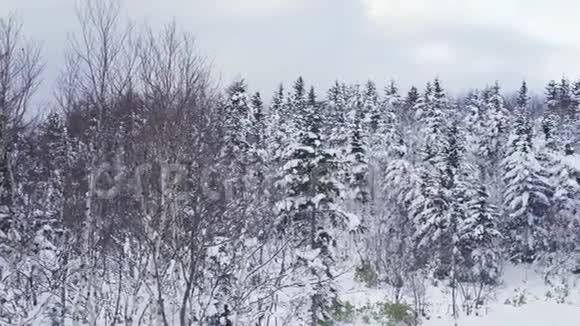 4K30英尺飞行上方冬季森林北部高空俯视视频的预览图