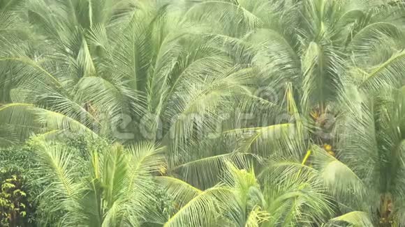 椰子树的绿枝在热带雨中迎风招展视频的预览图