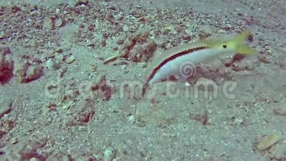 珊瑚礁上热带海域的红海山羊鱼视频的预览图