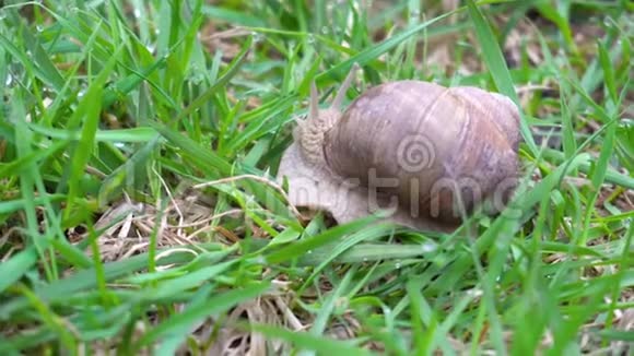 青草中的葡萄蜗牛特写4k视频的预览图