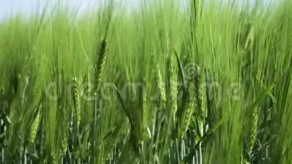 为绿色产业的美丽春天麦田和绿色小麦特写草在风中摇曳视频的预览图