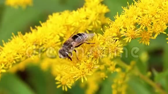 在夏季花园里关闭蜜蜂授粉黄花黄色的蜜蜂视频的预览图