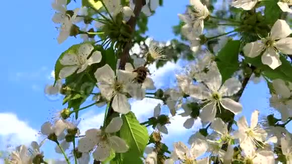 蜜蜂飞行慢动作樱花上的蜜蜂视频的预览图