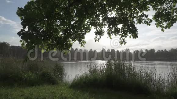 森林湖的海岸夏日的阳光透过树木的叶子视频的预览图
