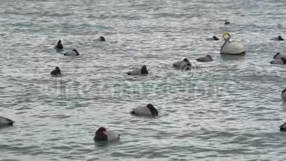 睡野鸭浮在暴风雨的海浪上成群的鸟儿在南方过冬视频的预览图