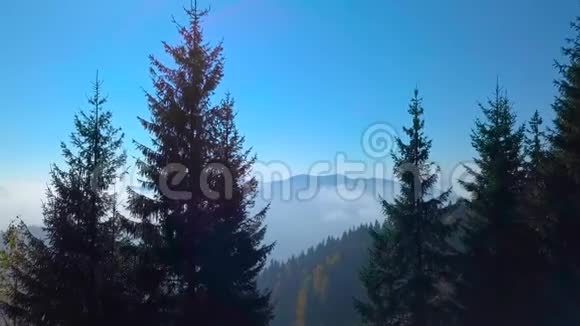在清晨雾蒙蒙的森林之上的群山中飞翔视频的预览图