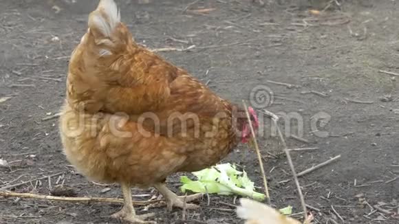 农场里的母鸡在咬食物家禽养殖场视频的预览图