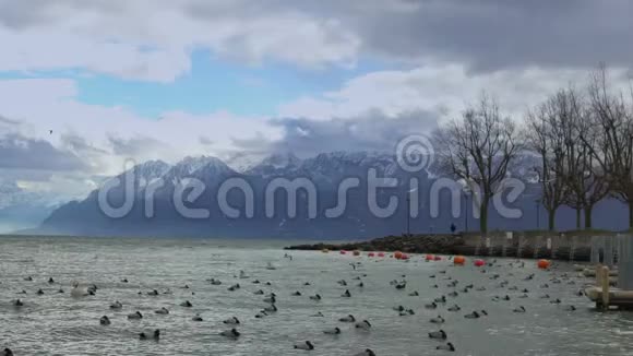 野鸭在暴风雨的水面上漂浮和飞翔雪漫天的阿尔卑斯山视频的预览图