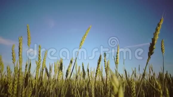 镜头在蓝天的背景下带着成熟的麦穗移动到阳光明媚的一天穿过田野视频的预览图
