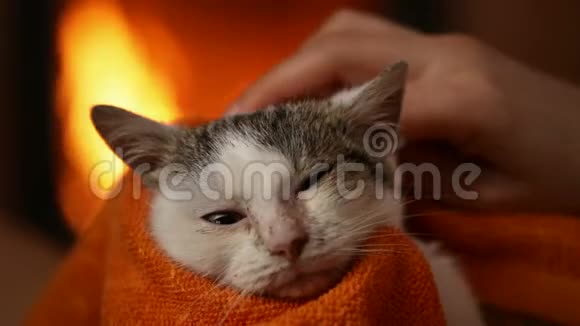 女手在壁炉旁清洁救援小猫视频的预览图