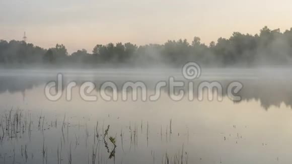 在森林湖的清晨视频的预览图