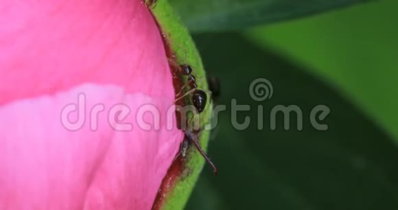 4K牡丹花蜜的蚂蚁视频的预览图
