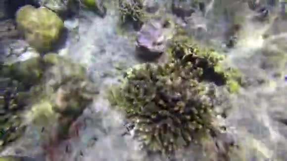 安达曼海的各种珊瑚礁视频的预览图