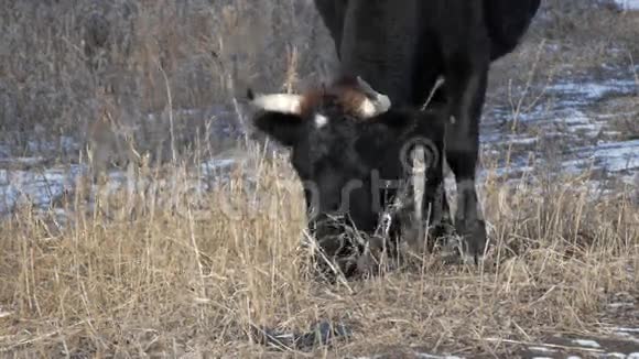 牛吃冬天1视频的预览图