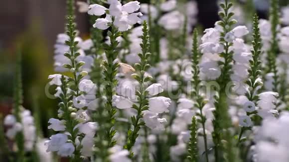 乌克兰鲜花和蜜蜂盛开的白色花圃视频的预览图