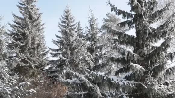 冬季森林树枝和树干随风摆动视频的预览图