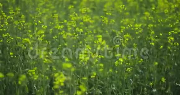 春田草甸油籽开花油菜油菜花黄花视频的预览图