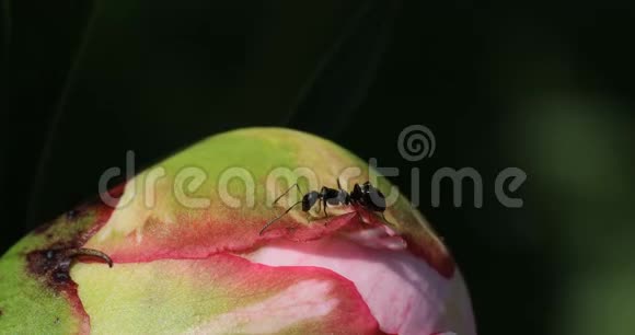 从牡丹花中采蜜的蚂蚁视频的预览图