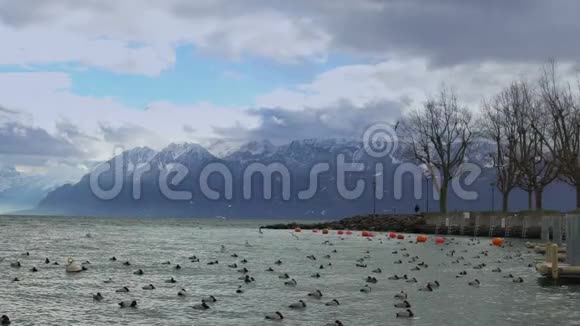 鸟儿成群结队地聚集在湖上波涛汹涌的海水荡漾美丽的自然视频的预览图