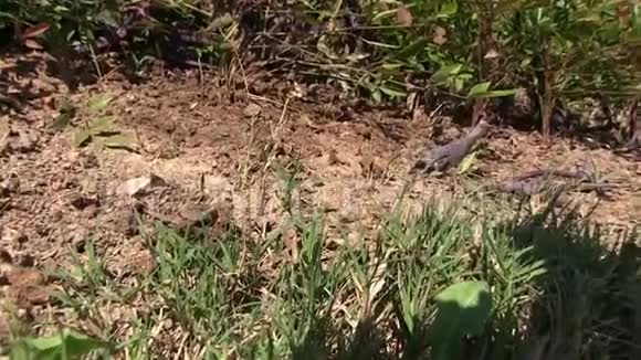 放大缩小机架焦点镜头疯狂蚂蚁爬过一个土丘与鸟在背景啁啾视频的预览图