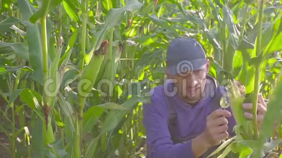 人夹着玉米芯用放大镜检查视频的预览图