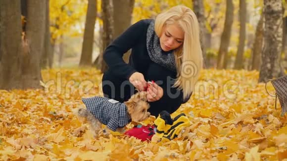 女孩把她的狗约克郡的猎犬饲养视频的预览图