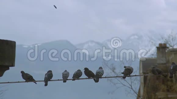 城市飞鸟坐在电线上雪山背景视频的预览图