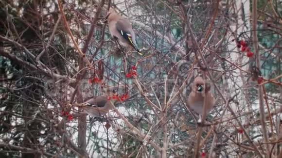 俄罗斯的冬天美丽的鸟儿吃浆果视频的预览图