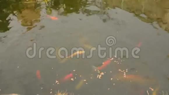 池塘鱼喂食视频的预览图