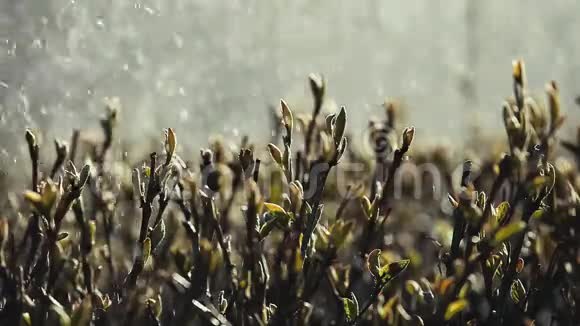 花园洒水水滴植物视频的预览图