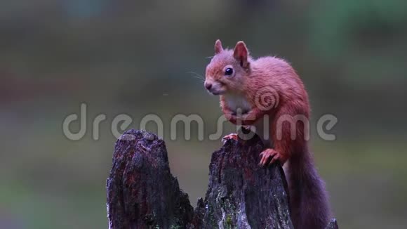 红松鼠粗毛松鼠跑步跳跃缓存坚果食物在紫色开花的石楠中八月在凯恩斯视频的预览图
