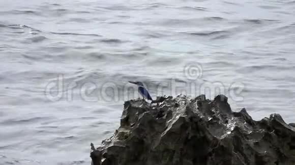 在水边坐在岩石上的翠鸟视频的预览图