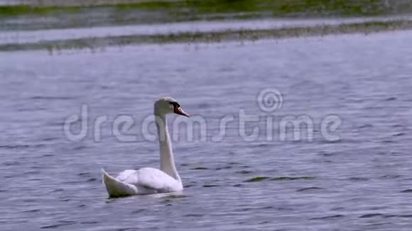 一只大白鸟野生天鹅在湖里游泳夏日早晨视频的预览图