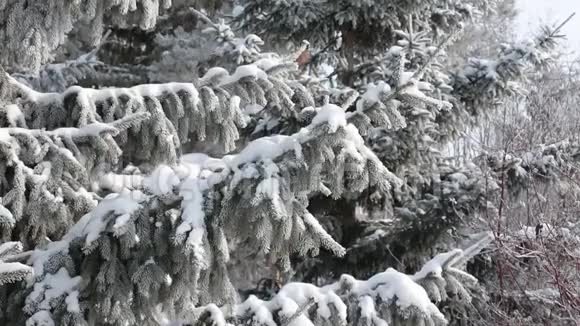 森林里的风吹动着覆盖着雪的蓝杉树茂密的大树枝视频的预览图