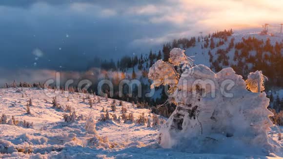 冬天的雪景有许多松树被雪覆盖的山丘视频的预览图