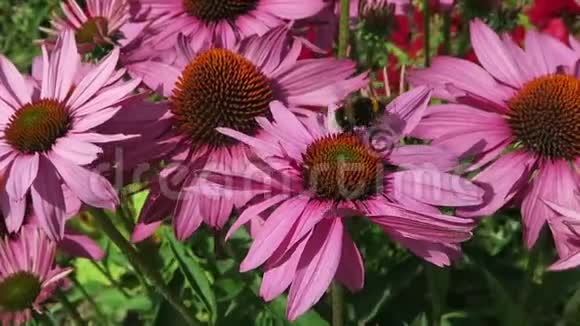 园内紫锥菊和大黄蜂视频的预览图