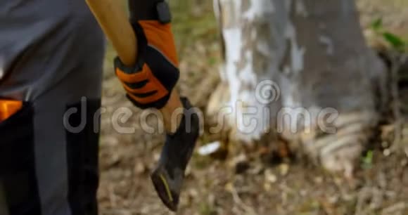 伐木工人在砍4k之前检查树干视频的预览图