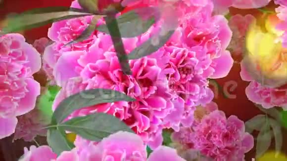 可循环的背景粉红色的花牡丹和绿叶和闪光视频的预览图