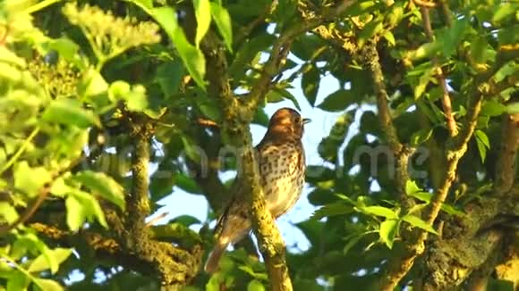 特写一只在树上唱歌的画眉鸟视频的预览图