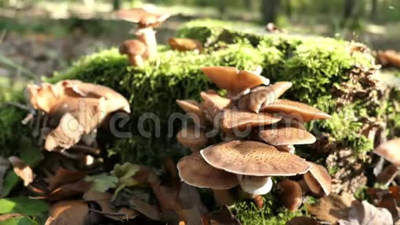 蜜糖菌蜜耳菇生长在茎上秋季视频的预览图