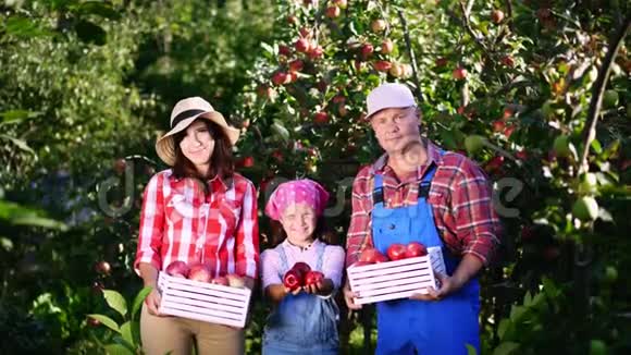 在农场花园里摘苹果在炎热阳光明媚的秋天手中握着的农民家庭画像视频的预览图