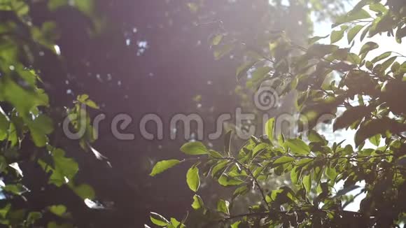 背景视频绿色的树叶沐浴在阳光的照射下太阳的光线穿过雾波克视频的预览图