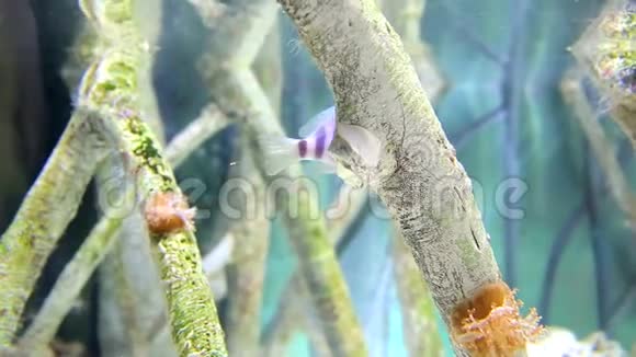 彩色热带海鱼漂浮在海底的藻类之间视频的预览图