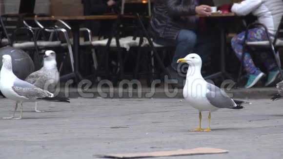 鸟儿在城里美丽的海鸥在街边的咖啡屋附近寻找食物视频的预览图